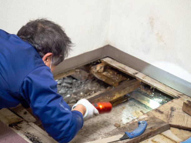 Best Crawl Space Mold Removal  in Bellefontaine, OH