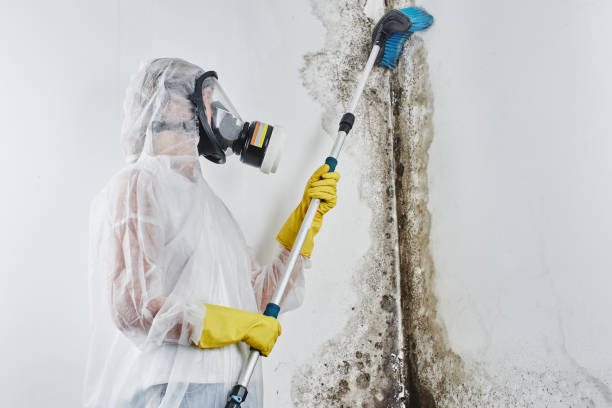 Best Fast Mold Removal  in Bellefontaine, OH