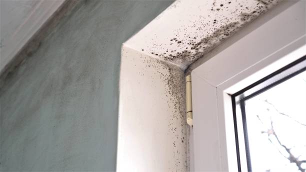 Best Office Mold Removal Services  in Bellefontaine, OH