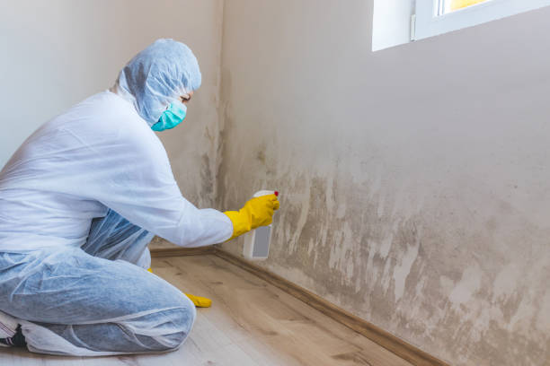 Best Home Mold Removal  in Bellefontaine, OH