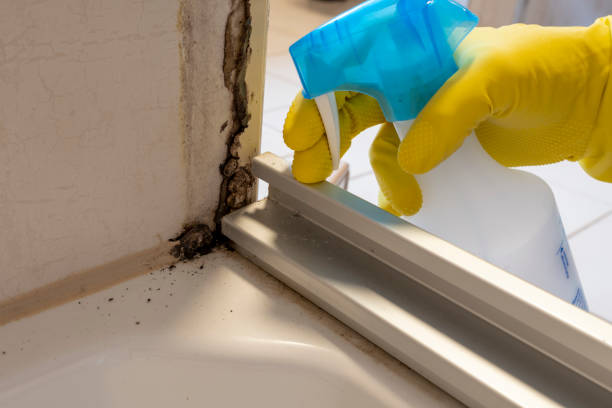 Best Mold Remediation  in Bellefontaine, OH