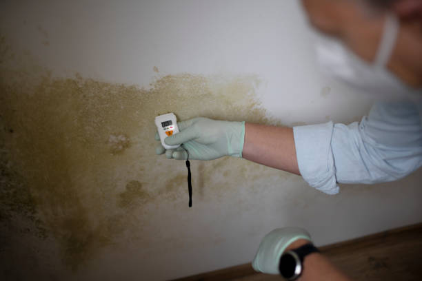 Best Mold Damage Repair  in Bellefontaine, OH