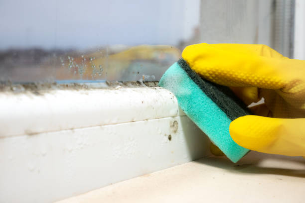 Best Mold Removal Company Near Me  in Bellefontaine, OH