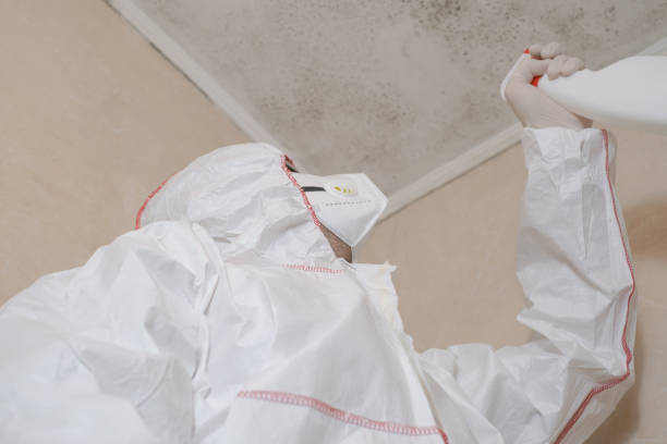 Best Same-Day Mold Removal  in Bellefontaine, OH