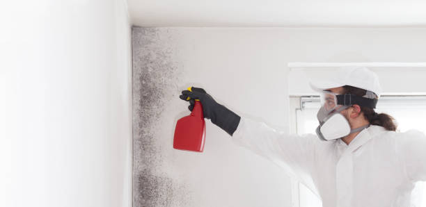 Best Professional Mold Removal  in Bellefontaine, OH