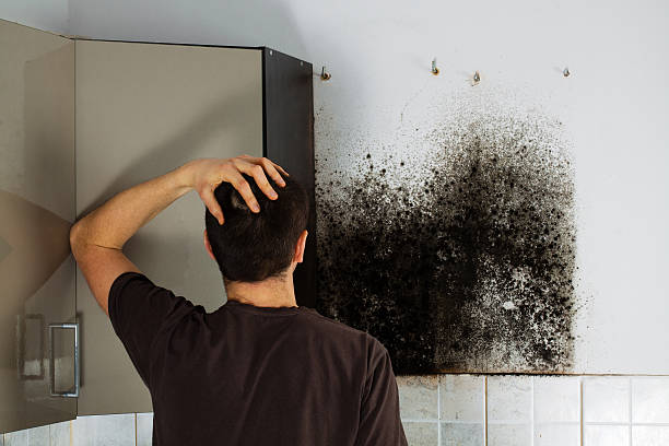 Best Residential Mold Removal  in Bellefontaine, OH