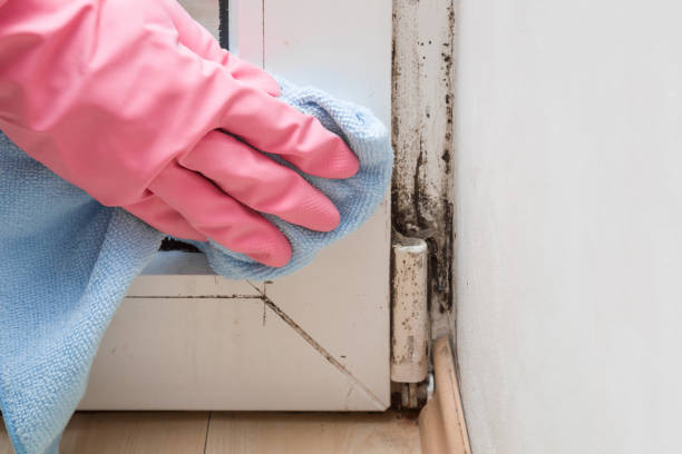 Best Best Mold Removal Companies  in Bellefontaine, OH
