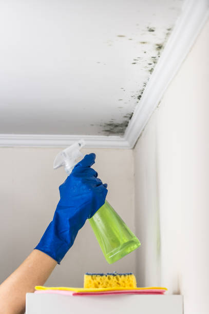 Best Toxic Mold Removal  in Bellefontaine, OH